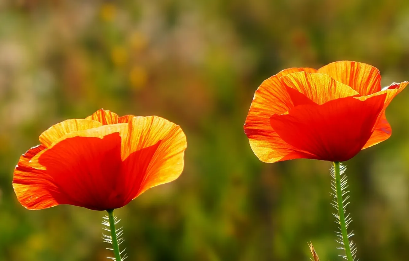 Photo wallpaper flower, poppy, meadow, blooming