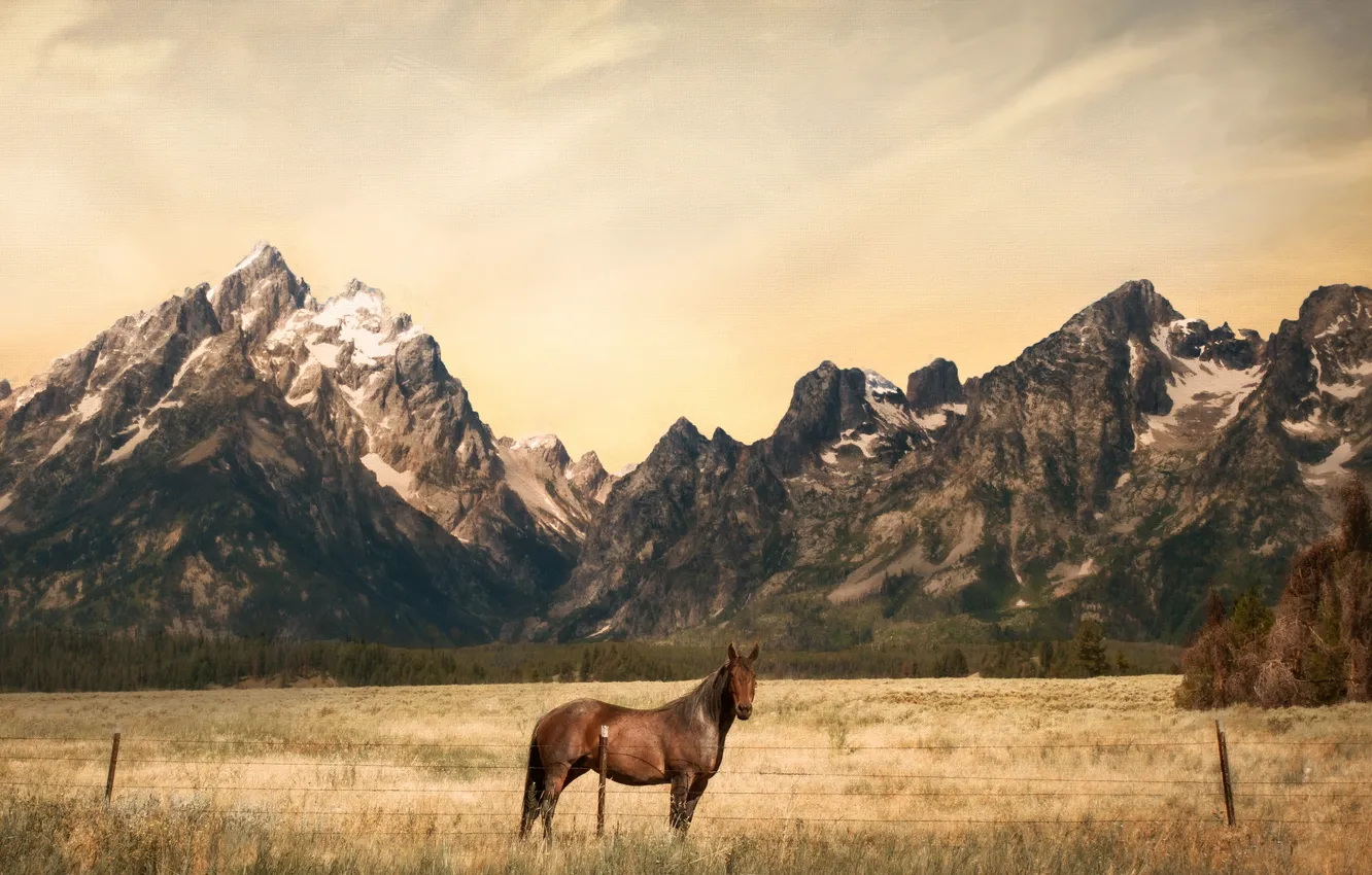 Photo wallpaper field, forest, the sky, look, clouds, mountains, horse, horse