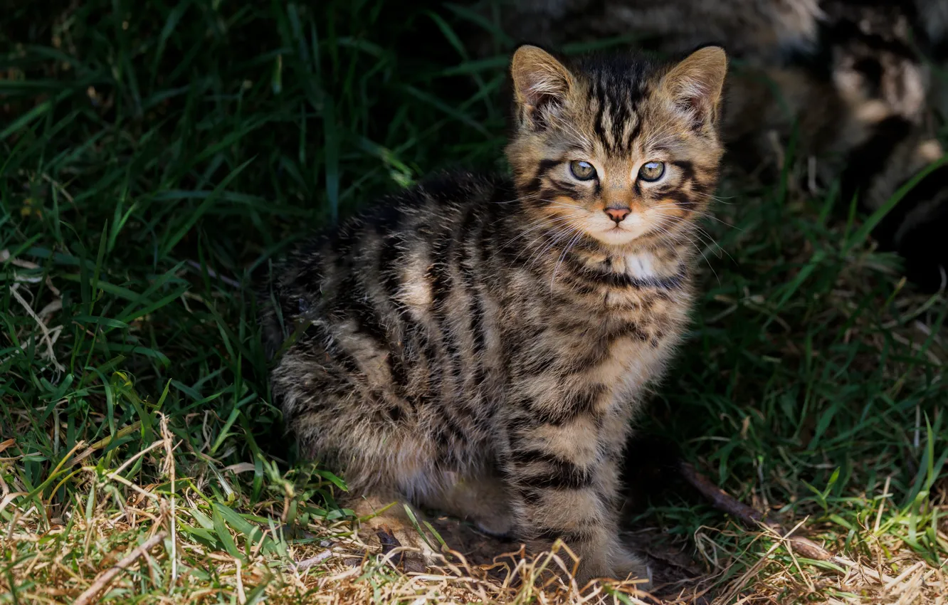 Photo wallpaper cat, grass, look, light, sweetheart, glade, kitty, face