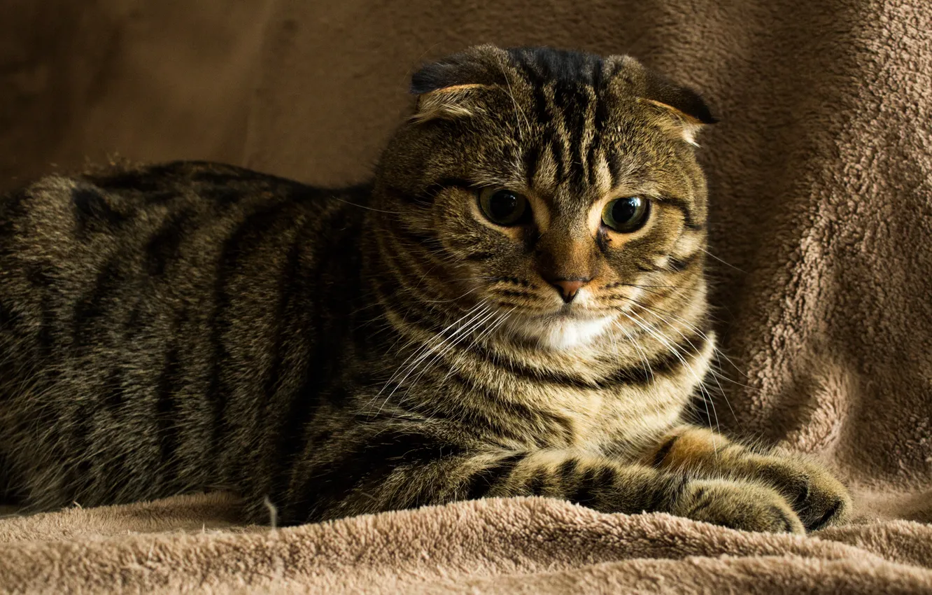 Photo wallpaper cat, fold, Scot
