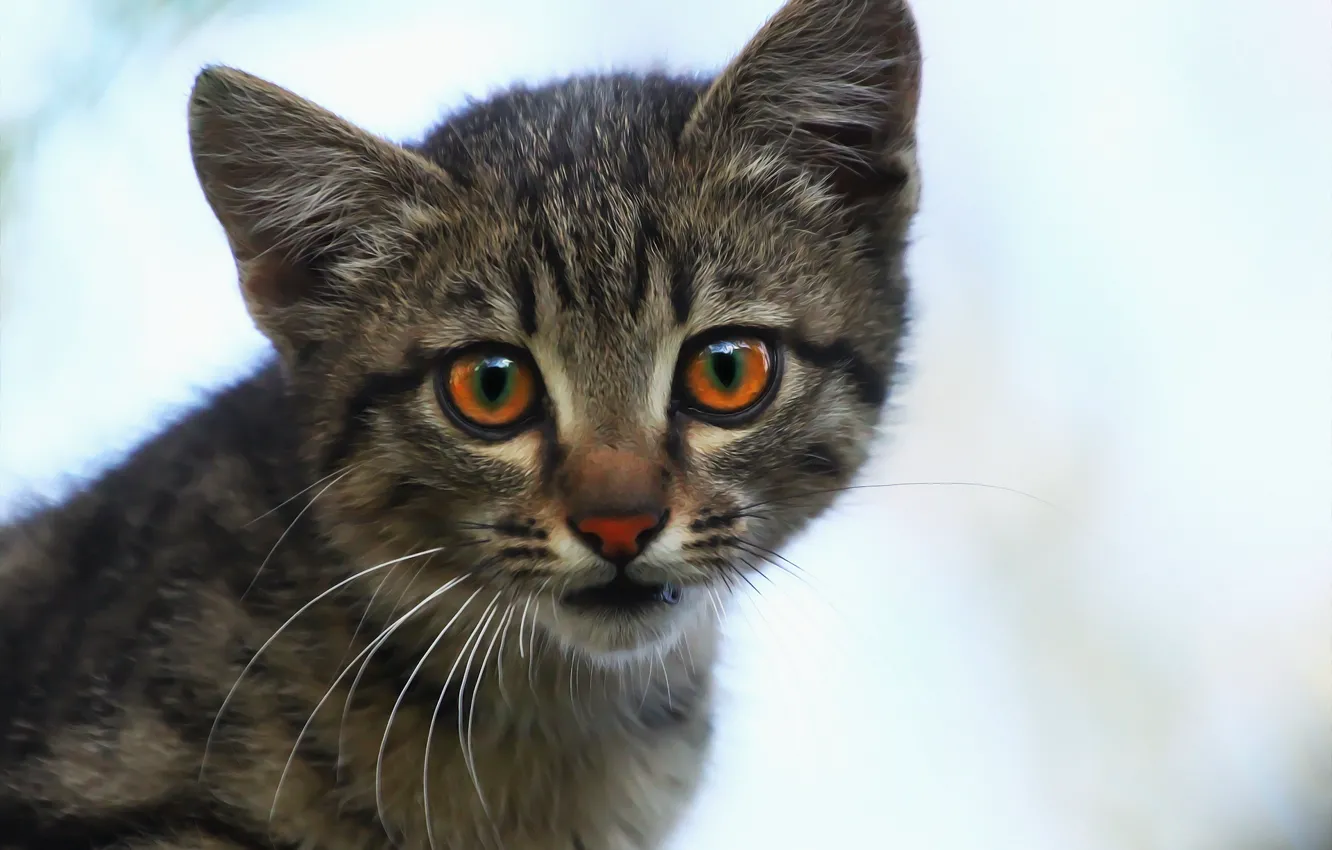 Photo wallpaper eyes, cat, face