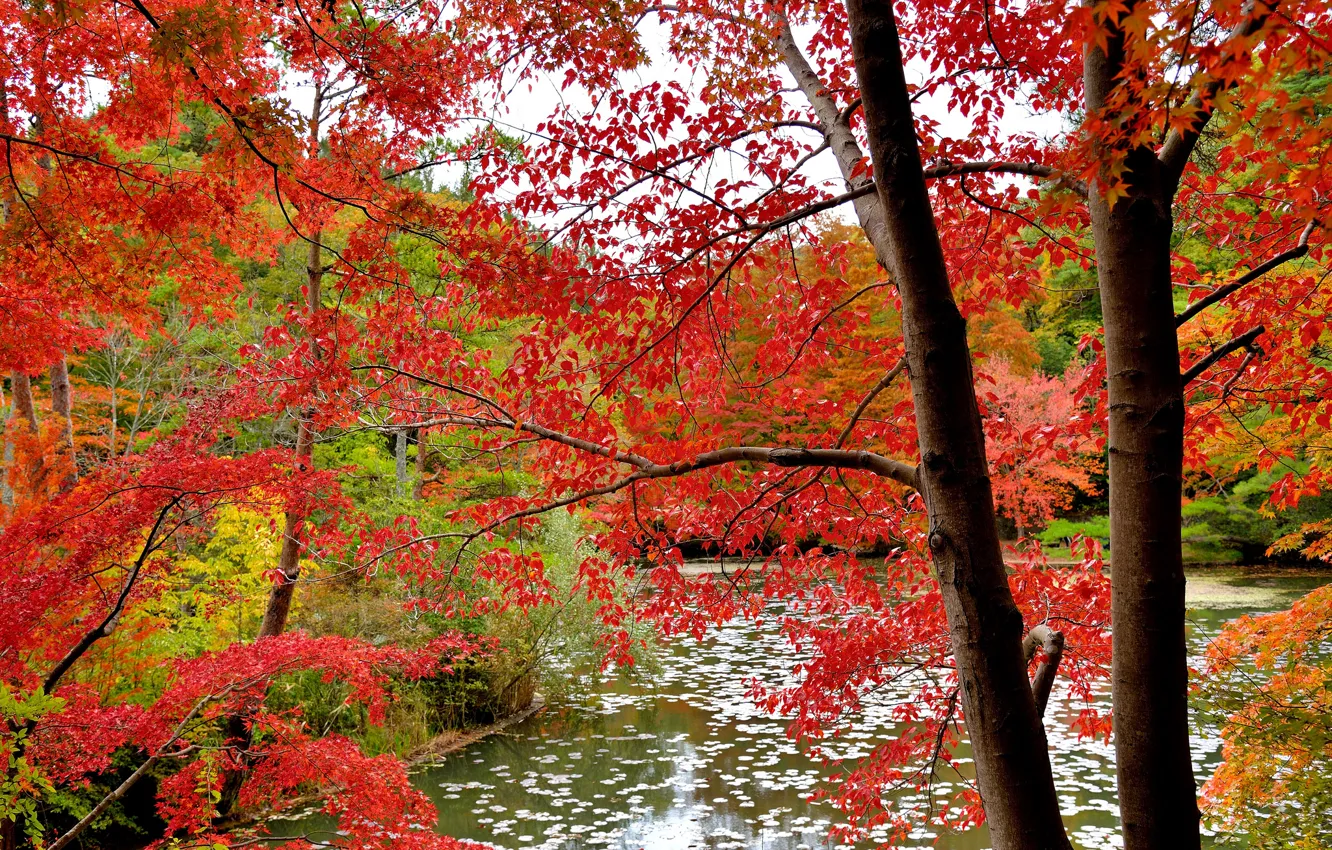 Photo wallpaper autumn, forest, leaves, water, trees, the crimson