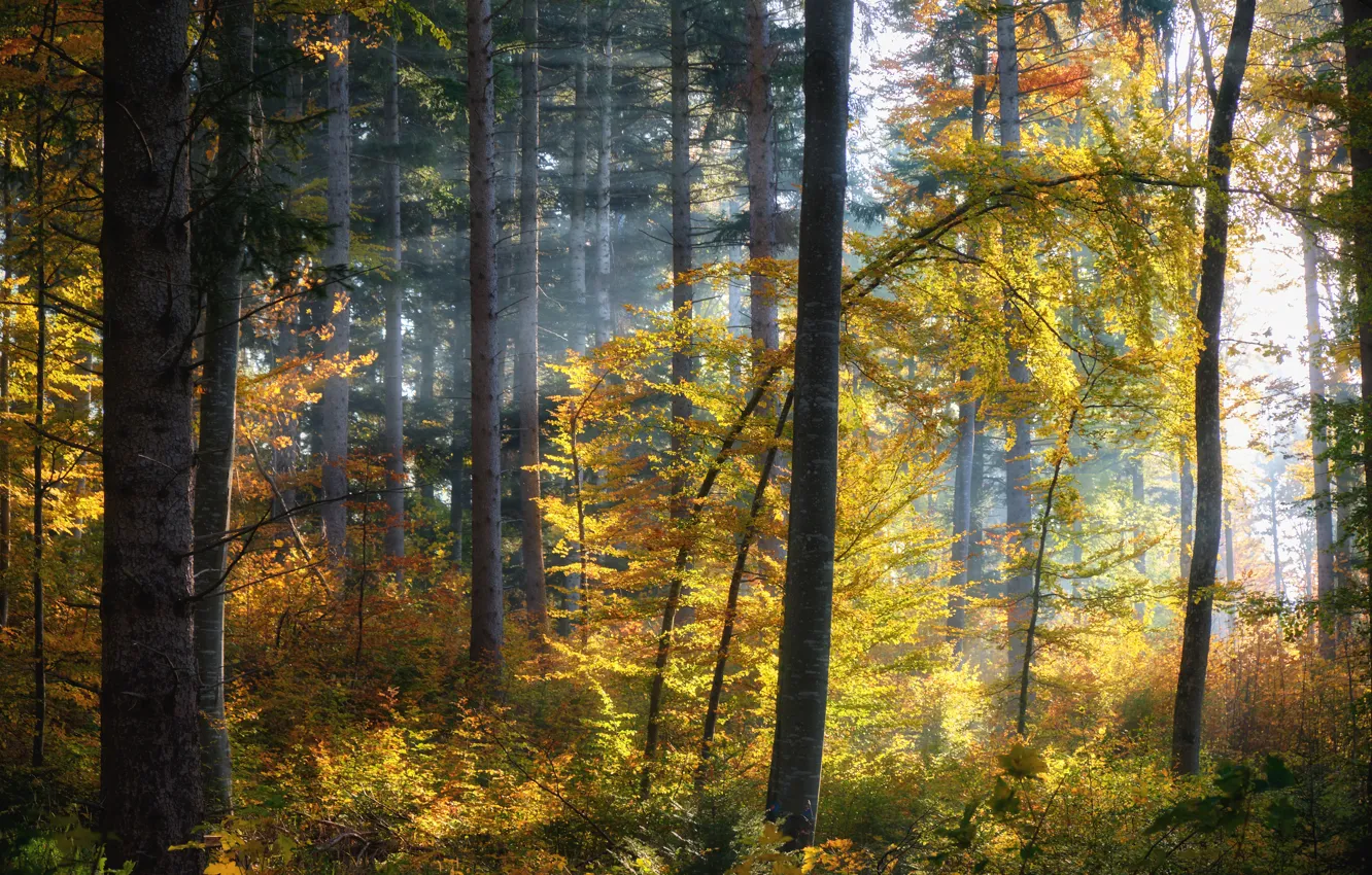Photo wallpaper autumn, forest, light, trees, branches, foliage