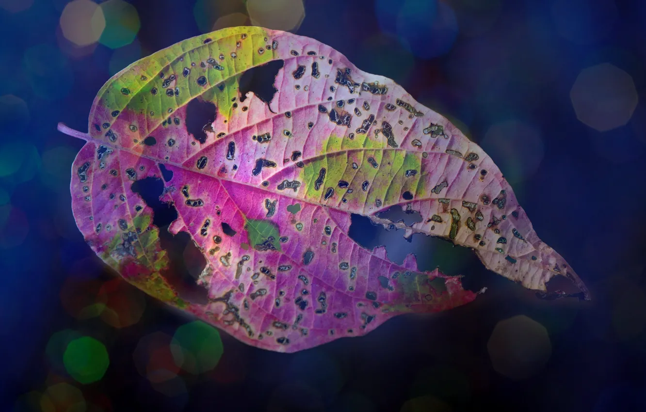 Photo wallpaper autumn, leaves, nature, paint