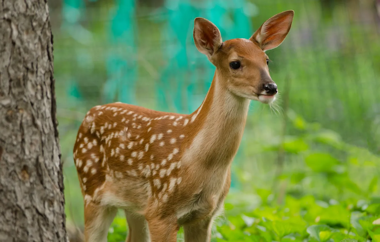 Photo wallpaper look, nature, deer, fawn, white-tailed deer