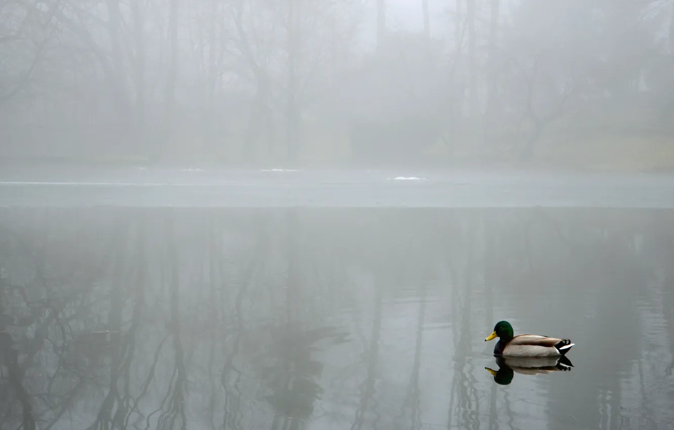 Photo wallpaper landscape, fog, lake, duck