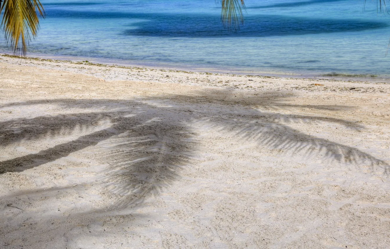 Photo wallpaper sand, palm trees, shadow