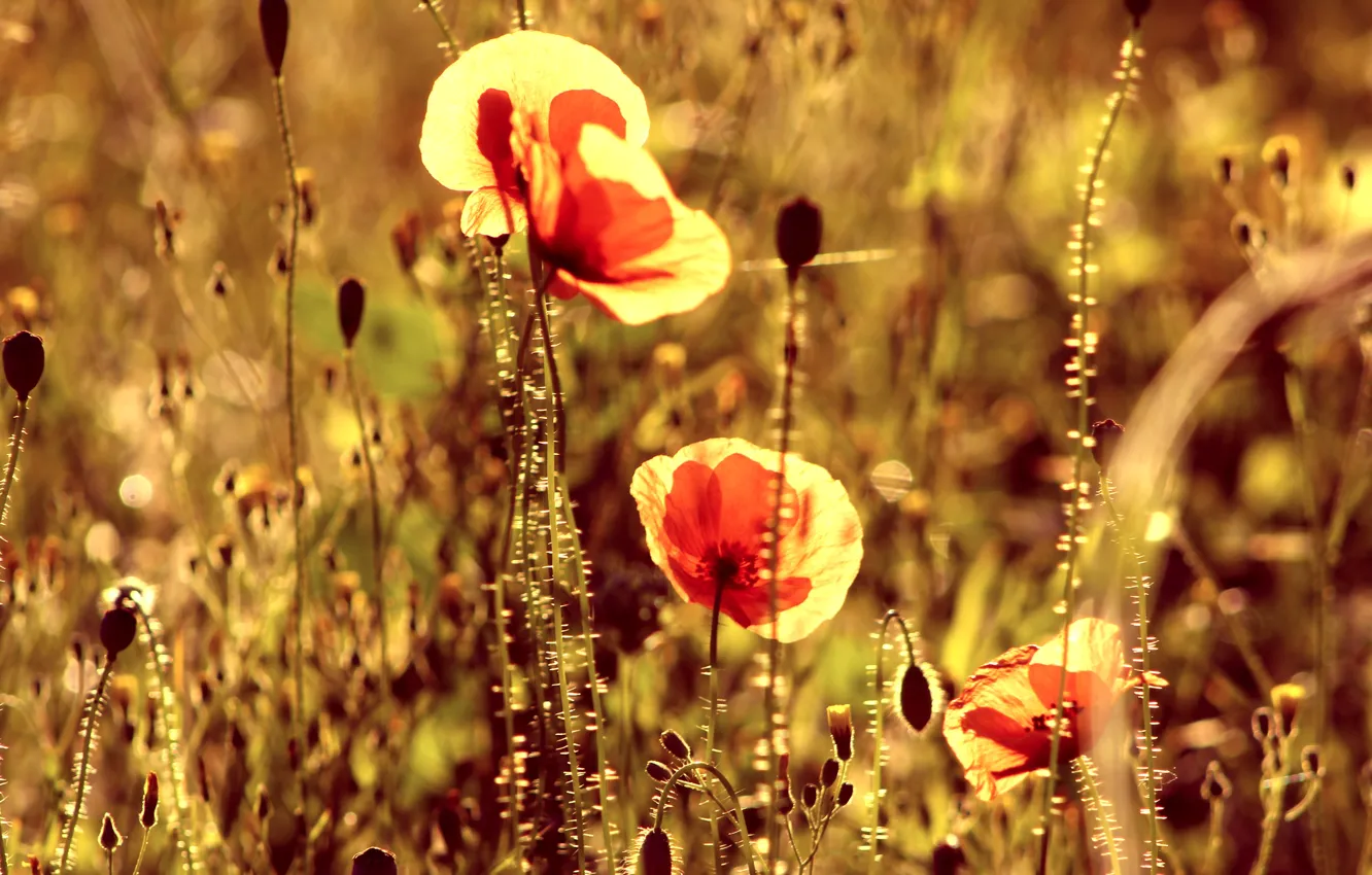 Photo wallpaper red, field, poppy
