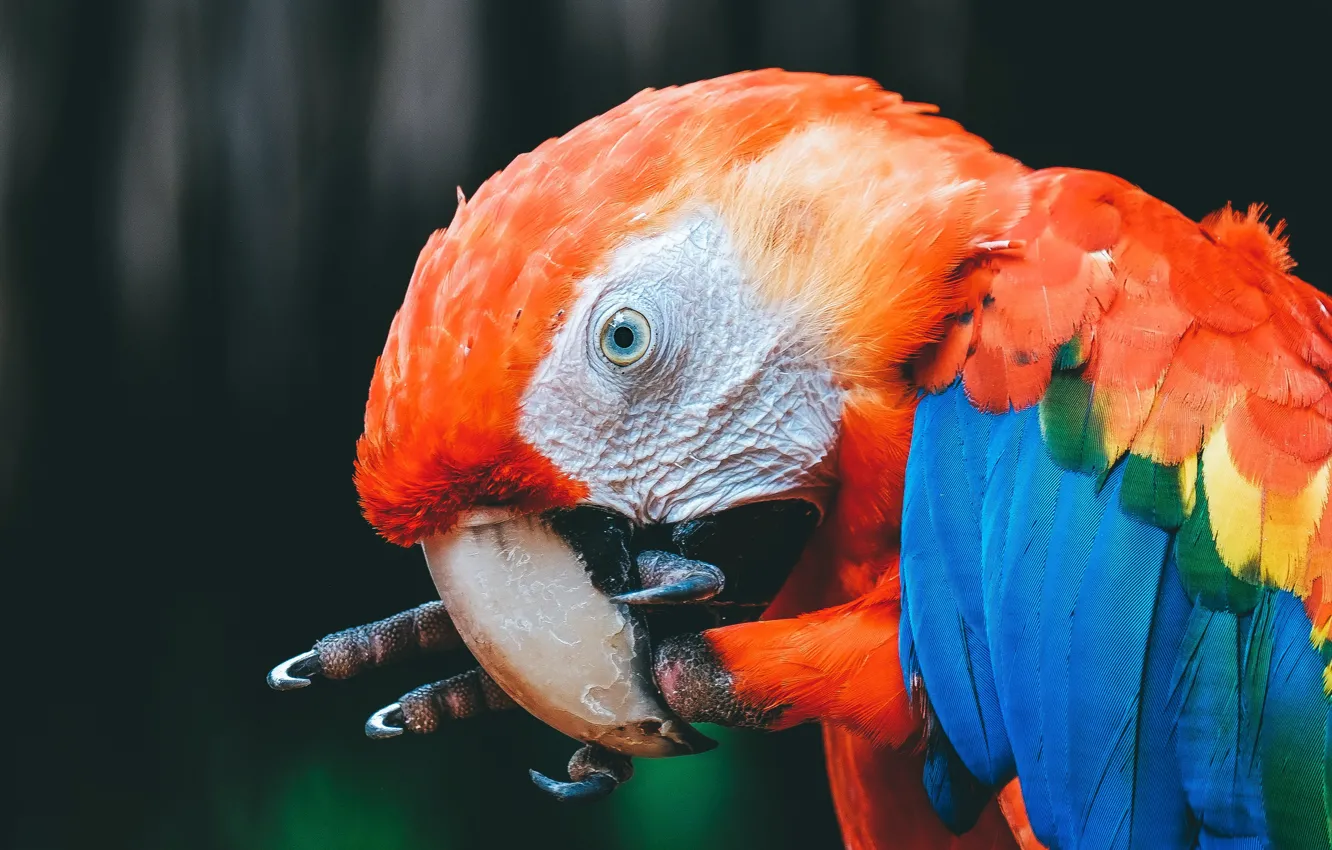 Photo wallpaper look, pose, the dark background, bird, portrait, beak, parrot, claws