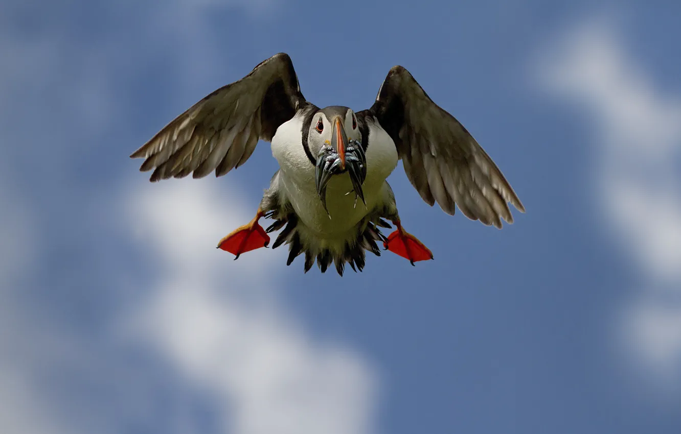 Photo wallpaper bird, food, fish, beak, stalled, in flight, catch