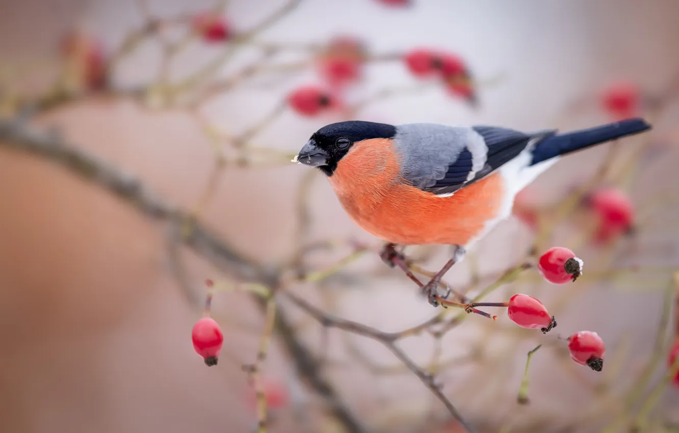 Photo wallpaper branches, berries, bird, fruit, bullfinch