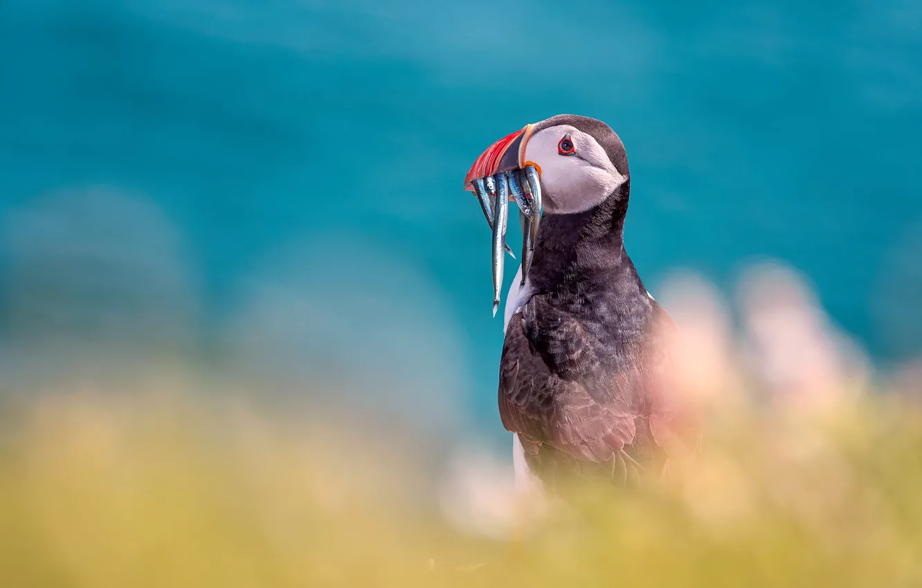 Photo wallpaper sea, blue, bird, fish, stalled, blue background, bokeh, mining