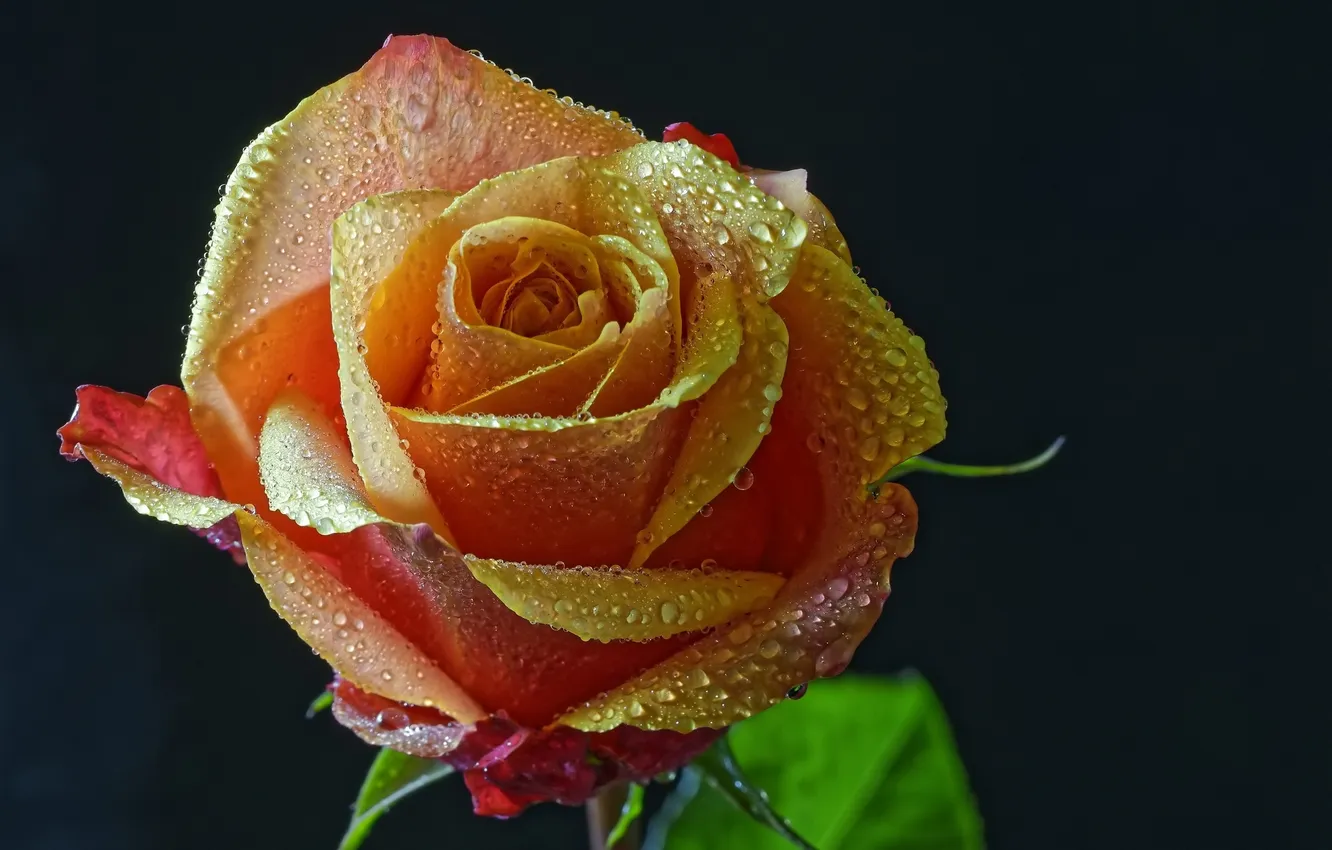 Photo wallpaper drops, Rosa, roses, water drops, Orange rose