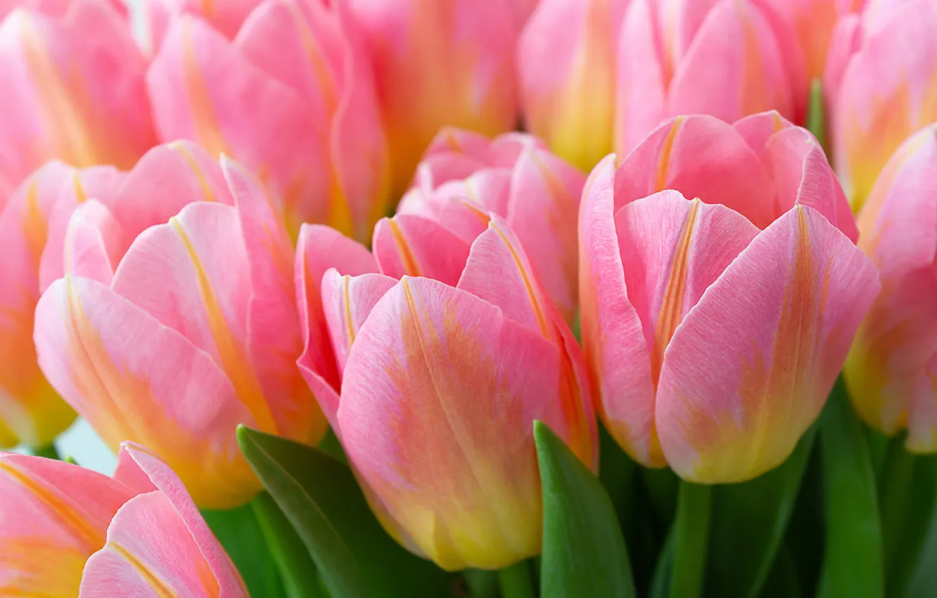 Photo wallpaper flowers, spring, tulips