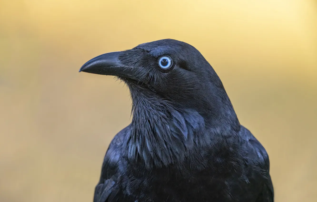 Photo wallpaper bird, crows, Raven