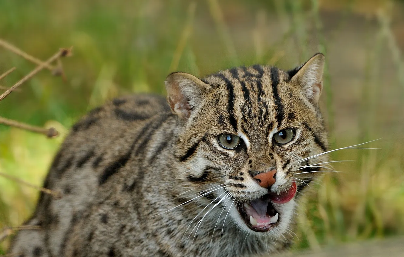 Photo wallpaper predator, wild cat, cat-fisherman, Fishing cat, © Anne-Marie Kalus