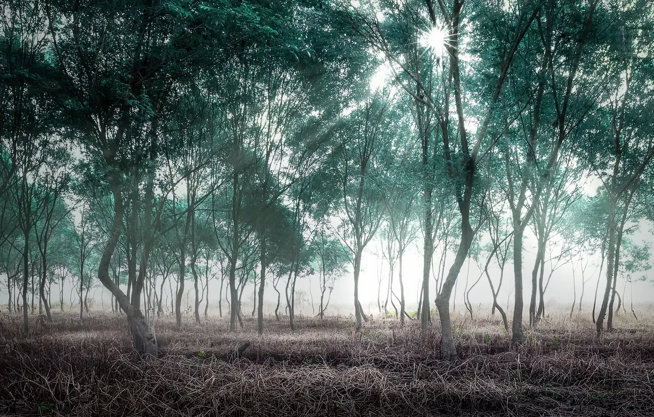 Photo wallpaper autumn, forest, nature