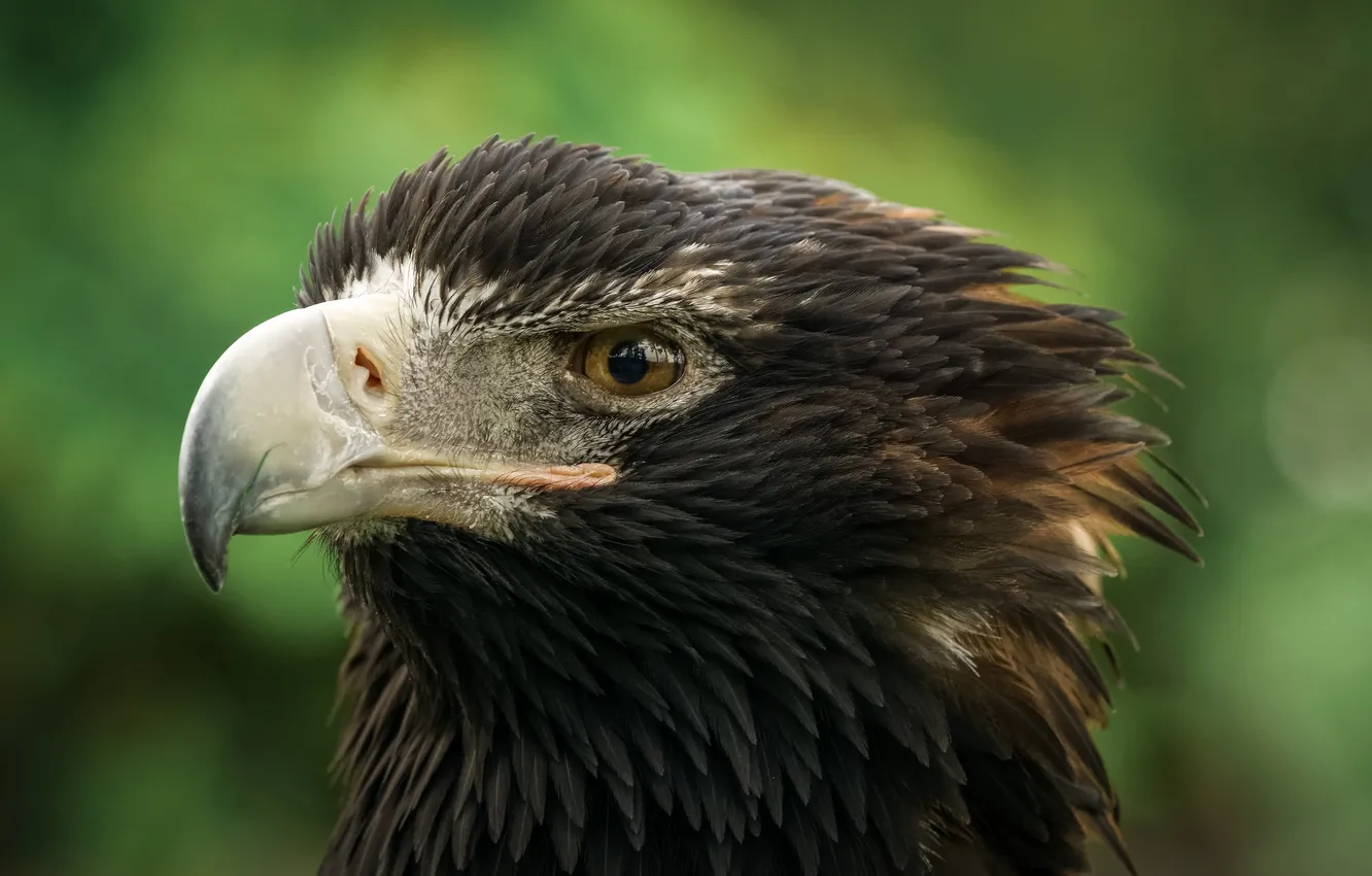 Photo wallpaper bird, eagle, predator, beak, tail