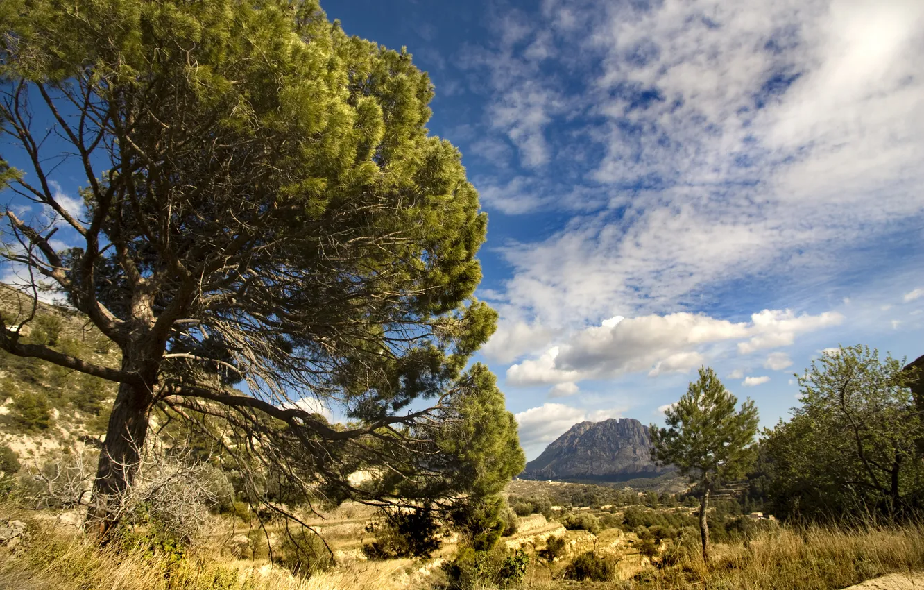 Photo wallpaper trees, valley, Spain, Spain, the mountain of the Puig Campana, Puig Campana Mountain