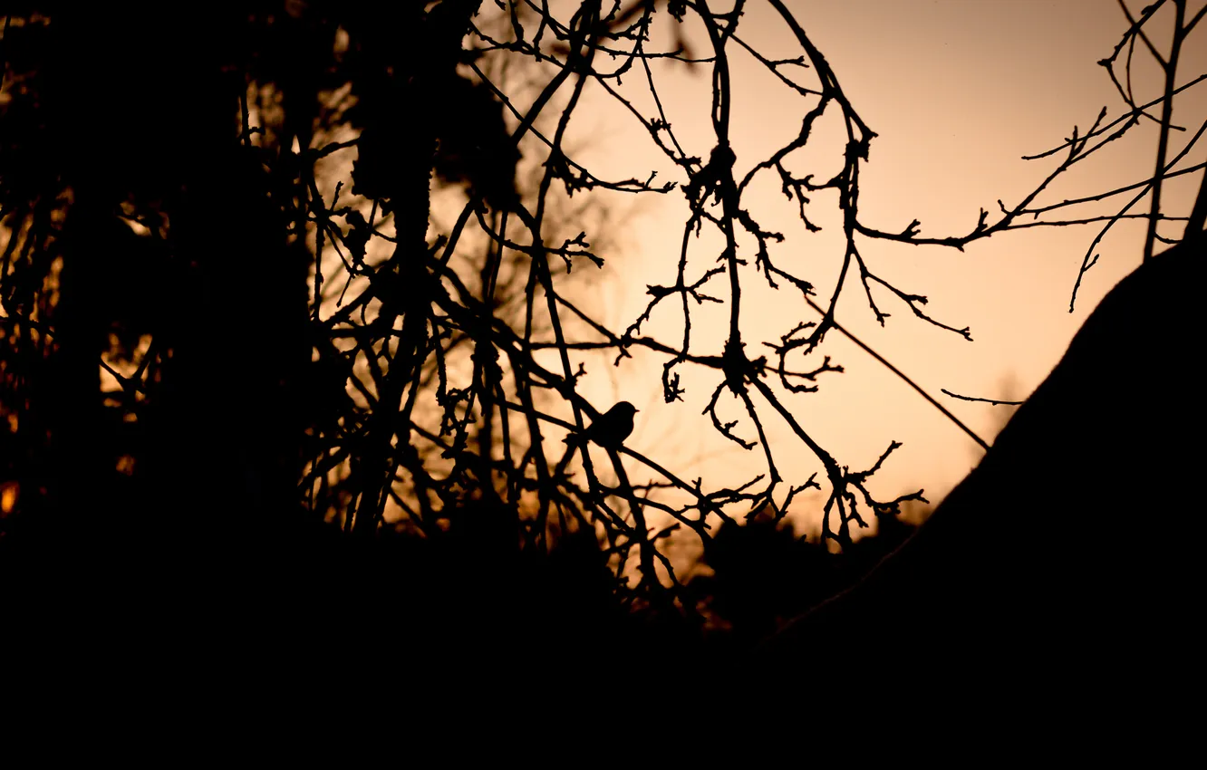 Photo wallpaper trees, branches, bird, the evening, silhouette, twilight