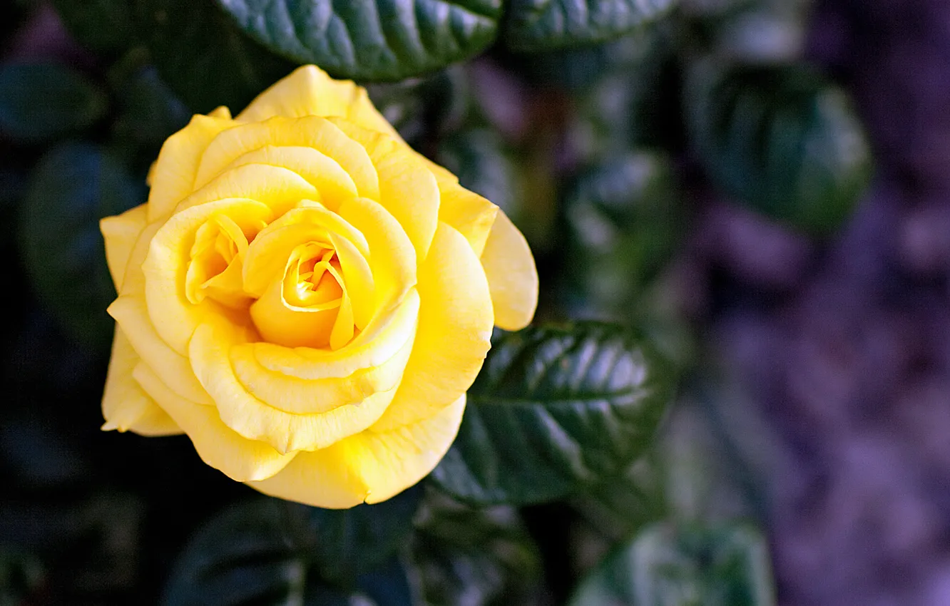 Photo wallpaper flower, rose, petals, yellow