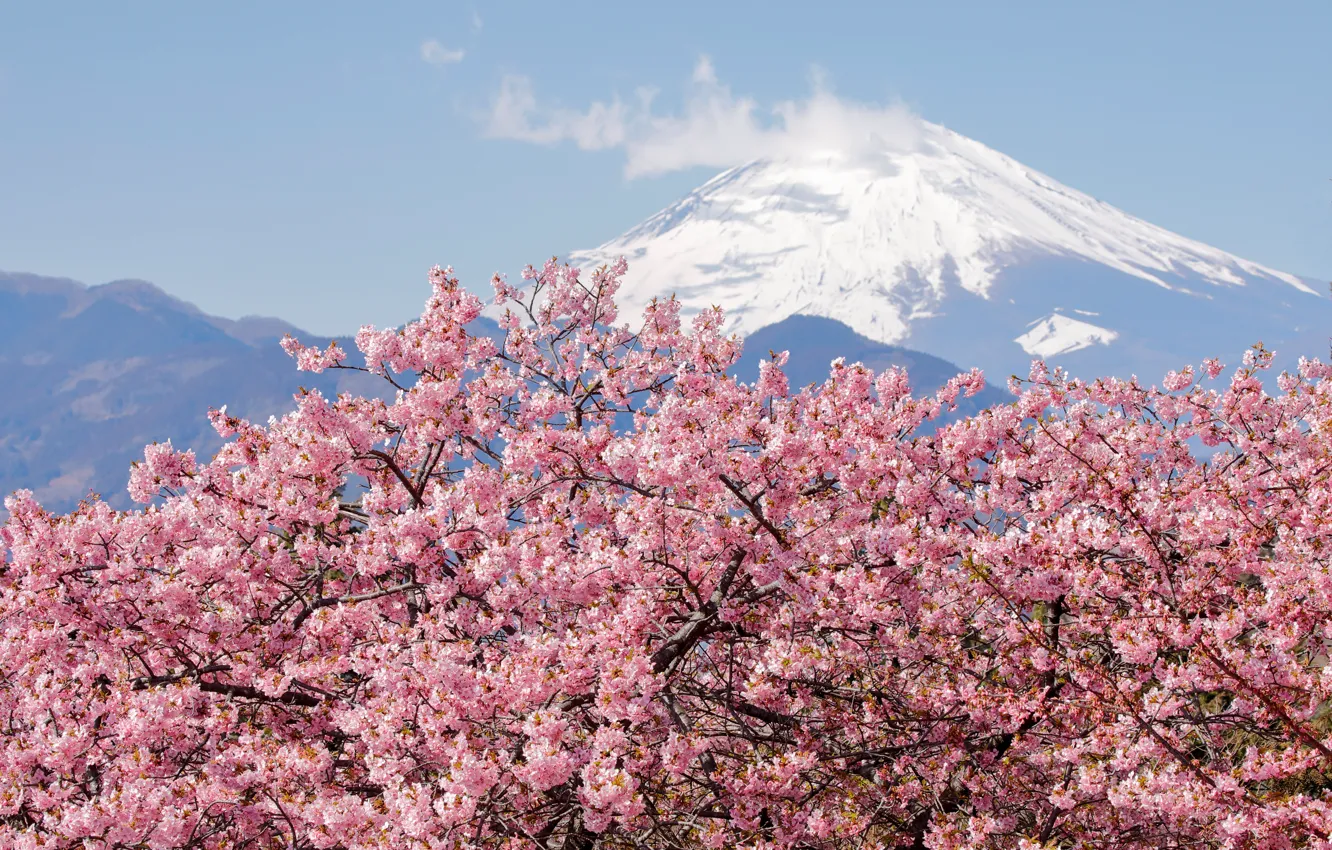 Photo wallpaper mountains, tops, flowers, Fuji, snow, branch, the cherry blossoms, flowering