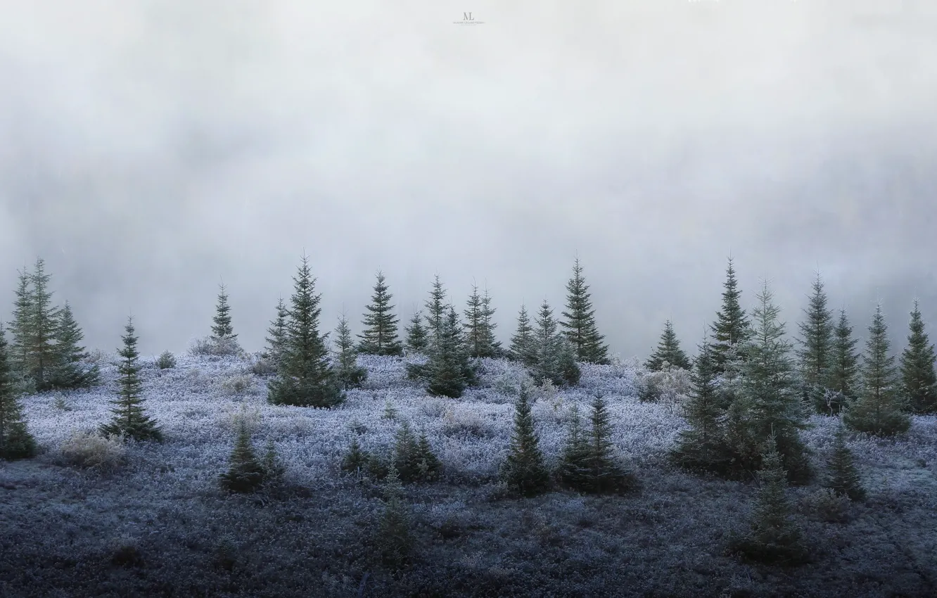 Photo wallpaper forest, fog, tree