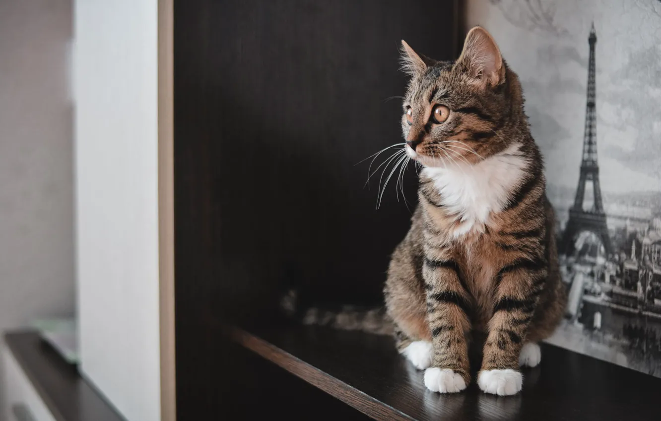 Photo wallpaper cat, kitty, room, furniture, shelf, wardrobe, sitting, tabby