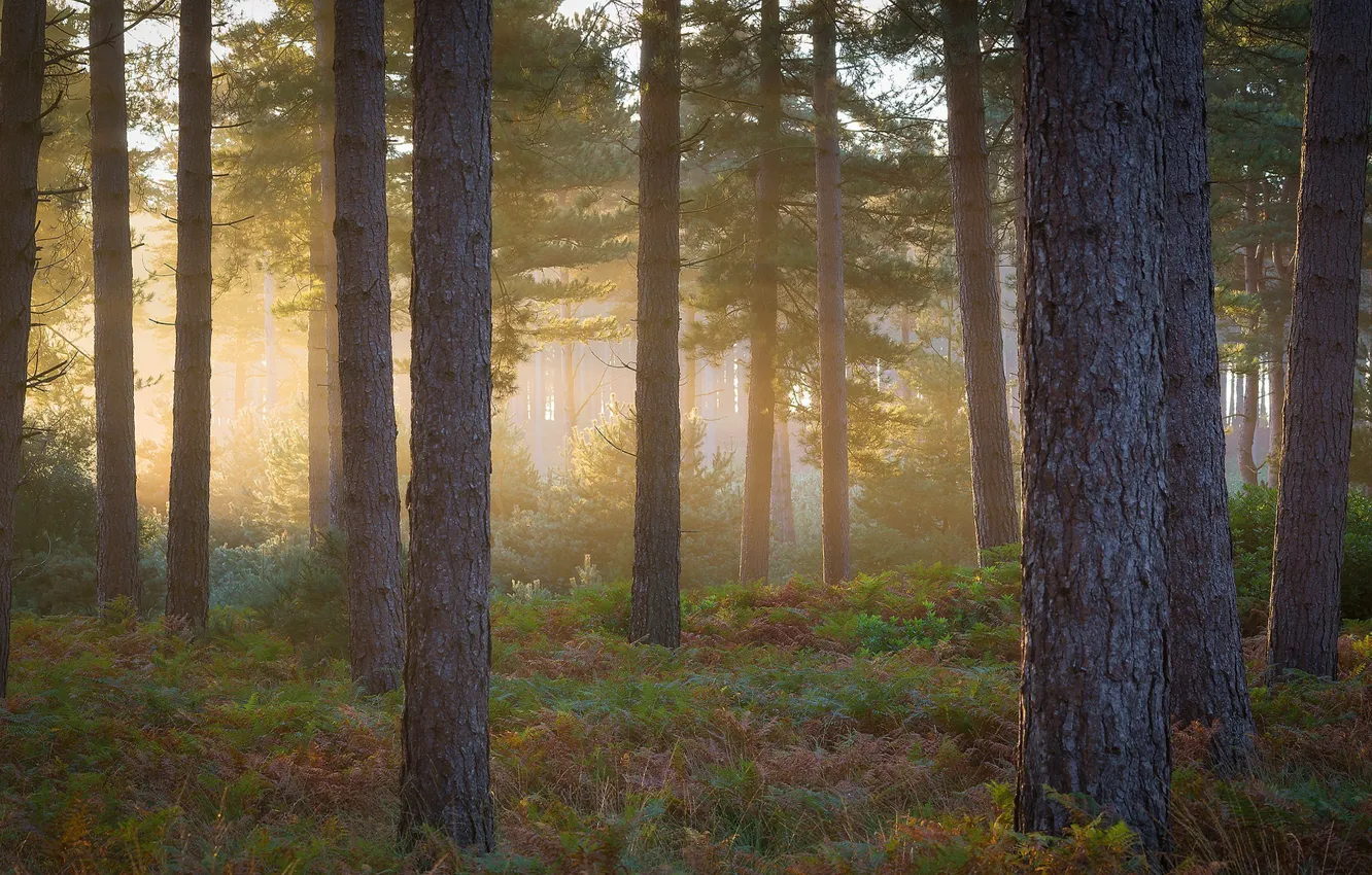 Photo wallpaper forest, light, fog, trunks, morning, pine, fern, pine forest
