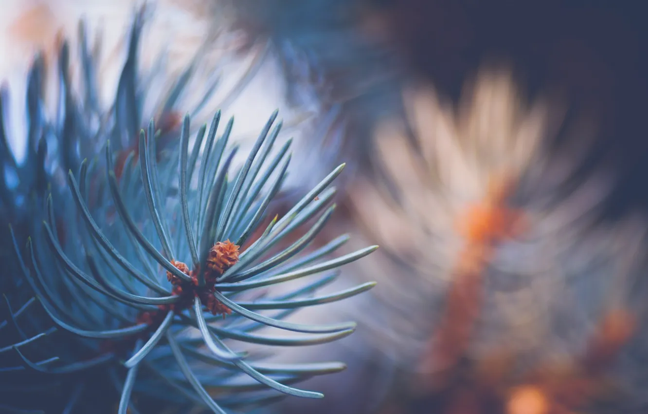 Photo wallpaper macro, branches, tree, needles
