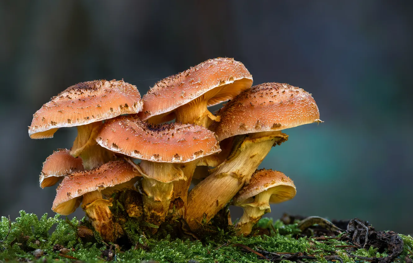 Photo wallpaper mushrooms, moss, mushrooms