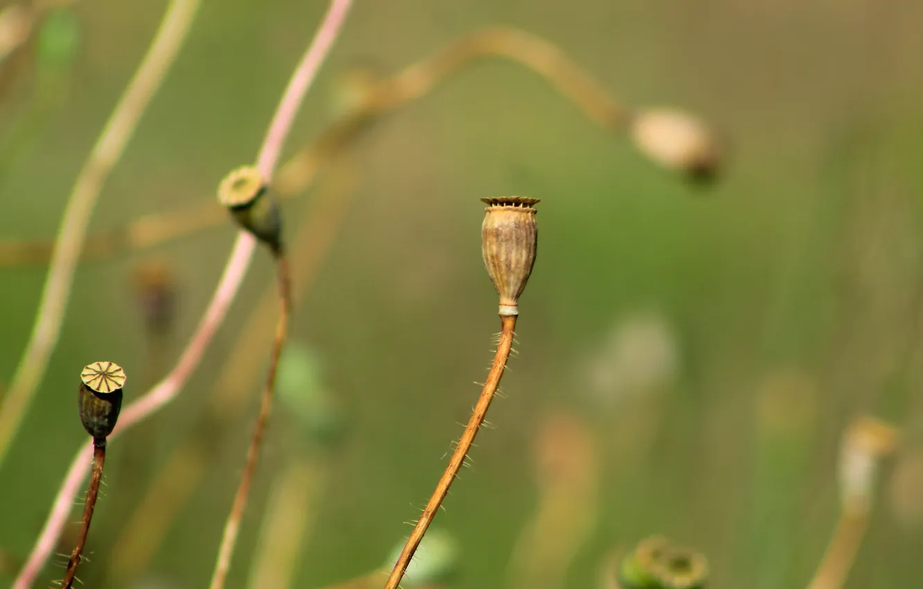 Photo wallpaper plant, dry, poppy seed cake