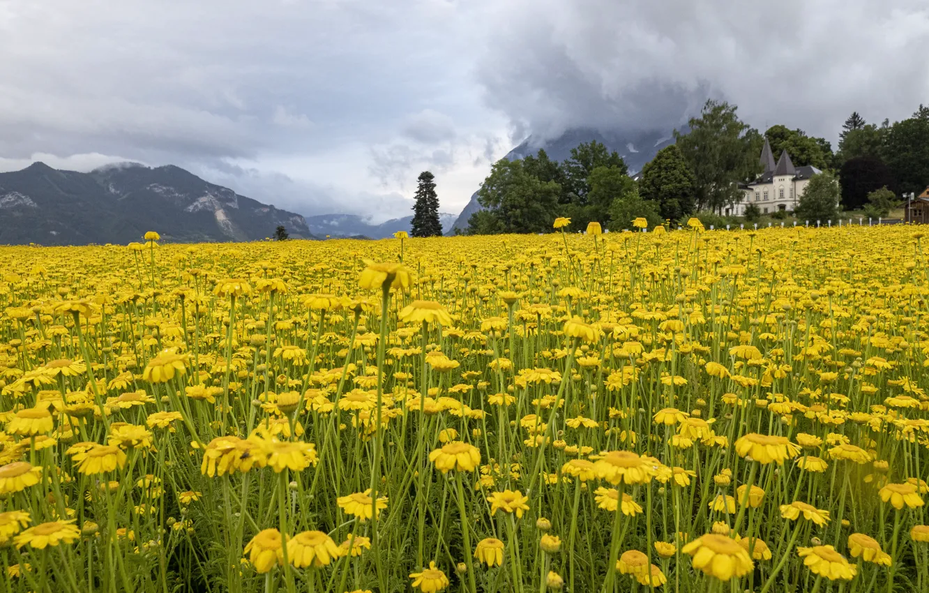 Photo wallpaper field, flowers, yellow