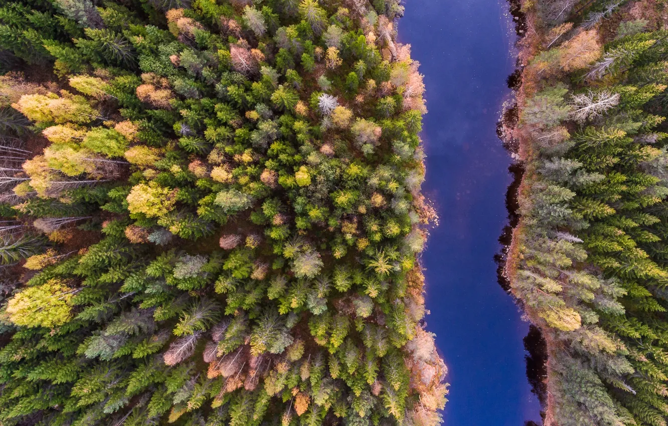 Photo wallpaper forest, nature, river, the view from the top