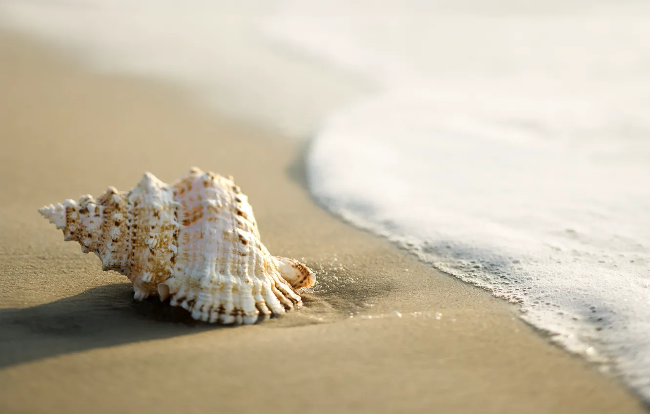 Photo wallpaper sand, sea, shell, surf