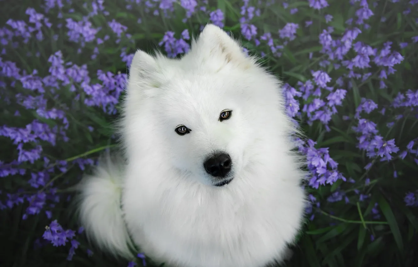 Photo wallpaper white, flowers, glade, portrait, dog, spring, bells, face