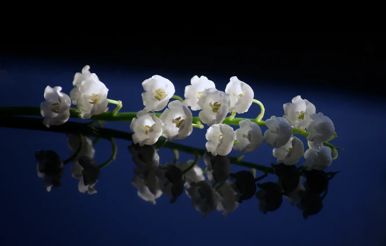 Photo wallpaper flowers, blue, lilies of the valley