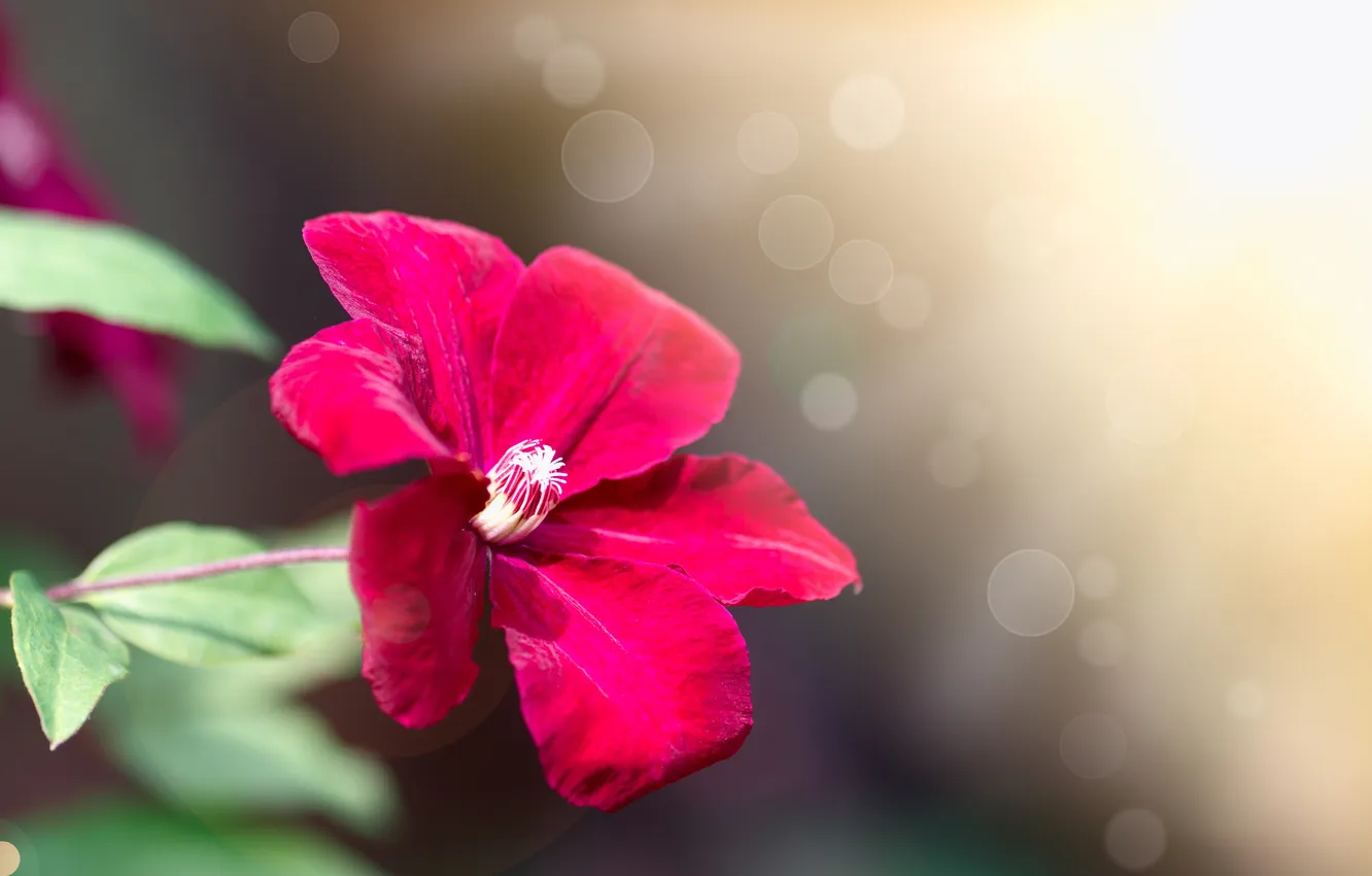 Photo wallpaper flower, sprig, background