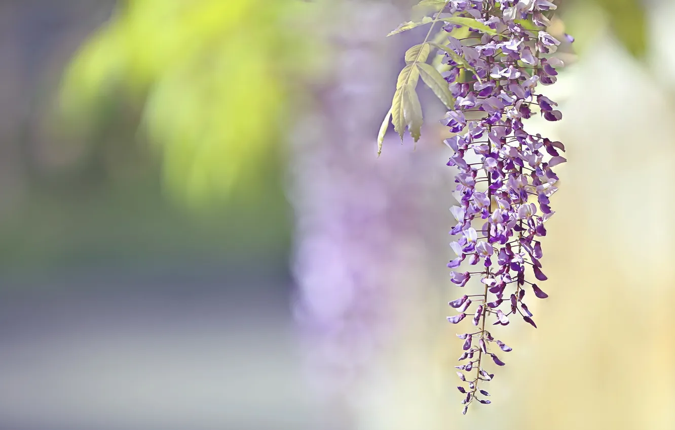 Photo wallpaper flowers, nature, background, Wisteria