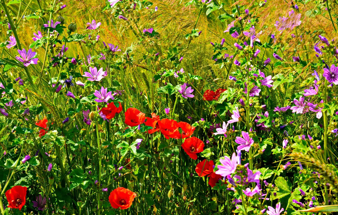 Photo wallpaper field, grass, flowers, Maki, petals, meadow