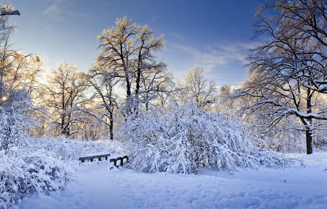 Photo wallpaper winter, snow, trees