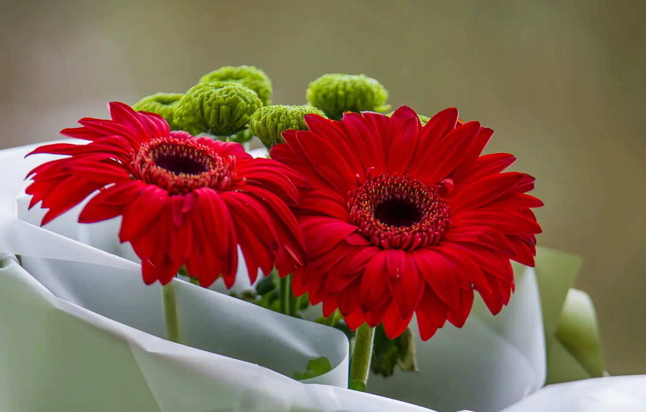 Photo wallpaper flowers, mood, bouquet, gerbera
