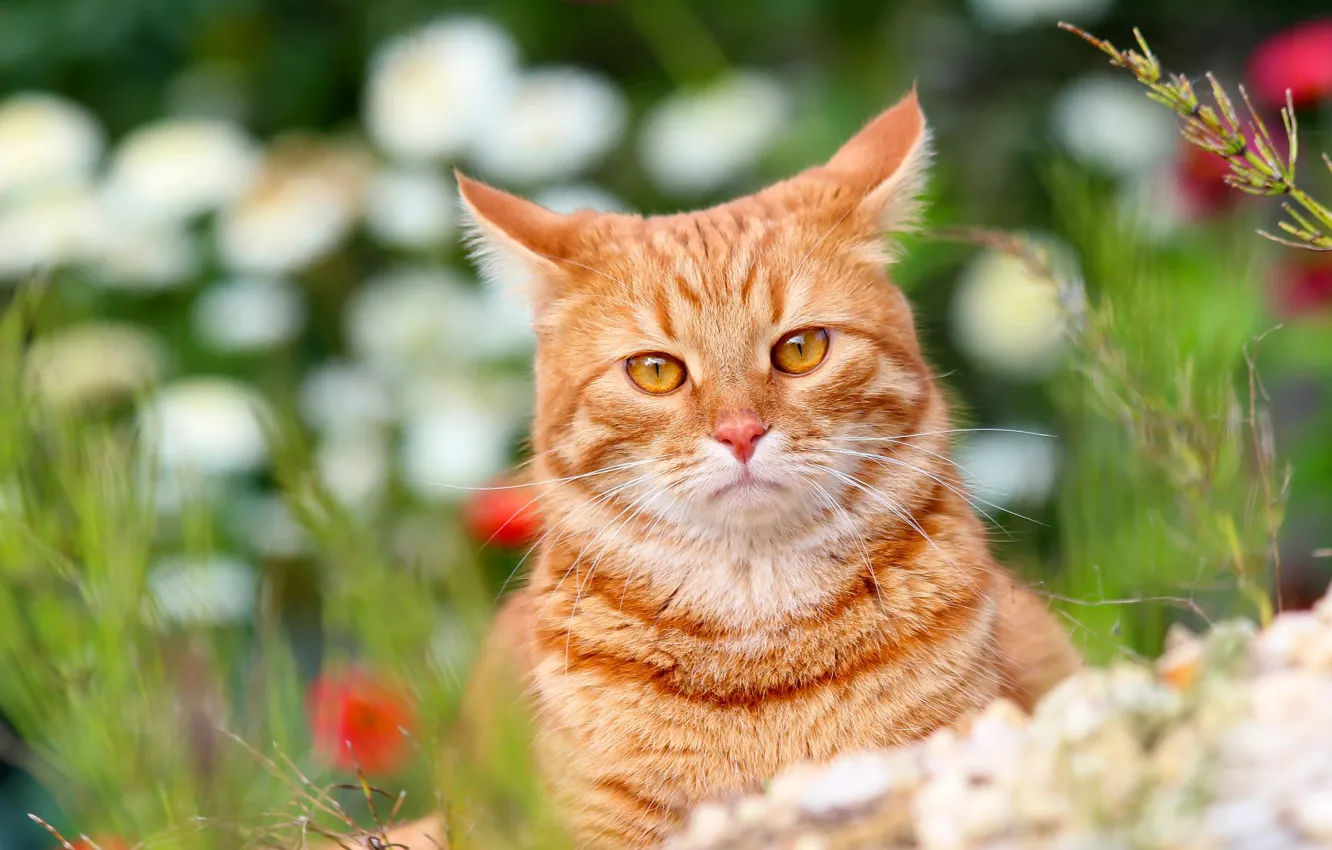 Photo wallpaper animals, summer, cat, cats, nature, cottage, Pets, red cat