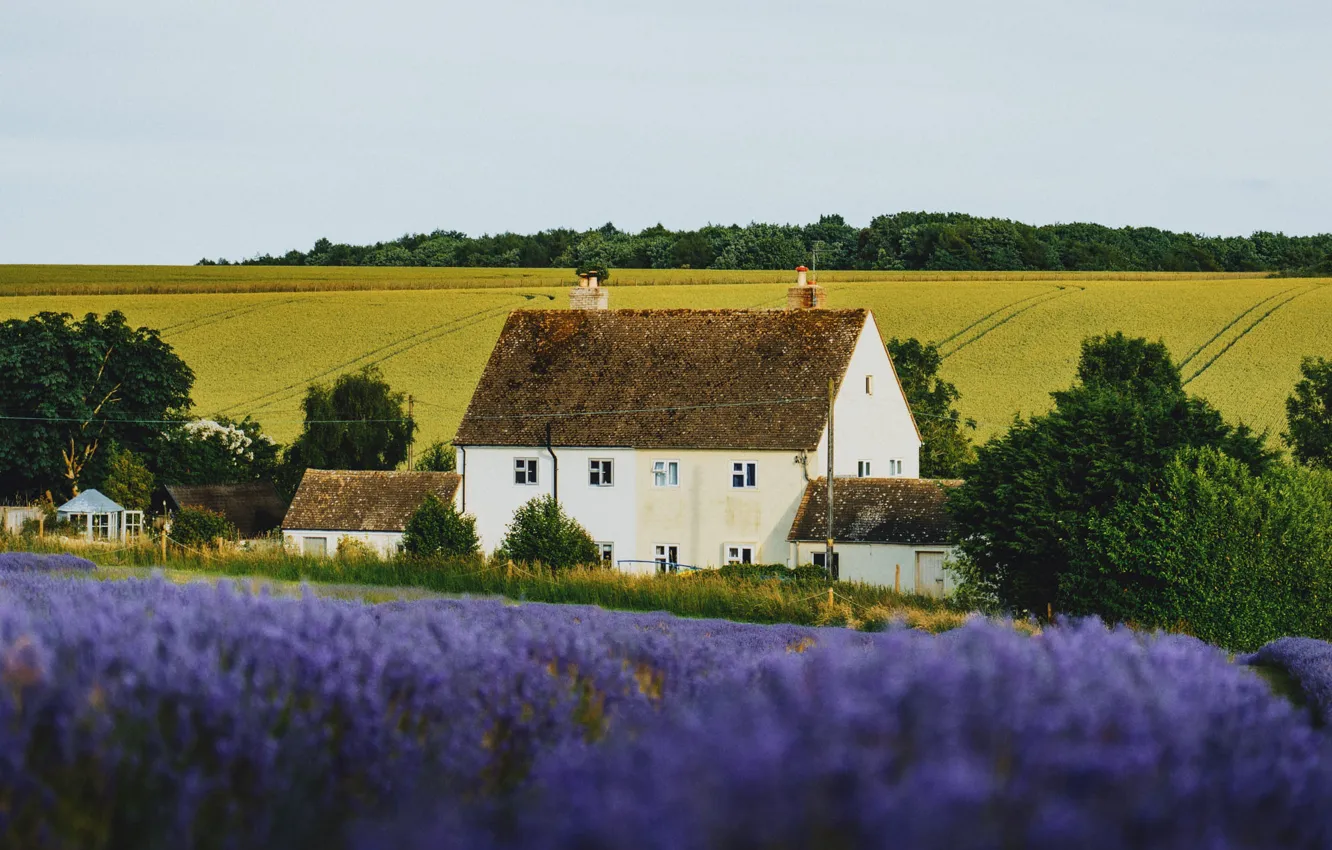 Photo wallpaper home, farm, lavender, lavender field
