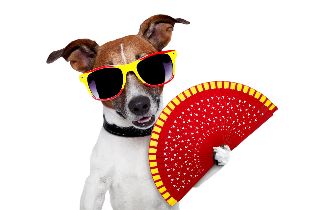 Photo wallpaper dog, humor, fan, glasses, white background, Jack Russell Terrier