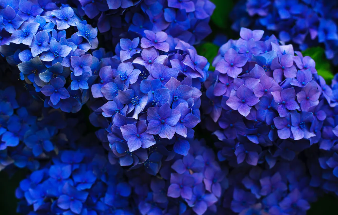 Photo wallpaper flowers, blue, blue, hydrangea