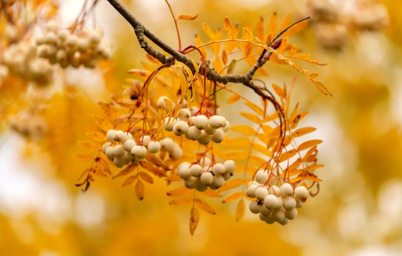 Photo wallpaper autumn, nature, berries
