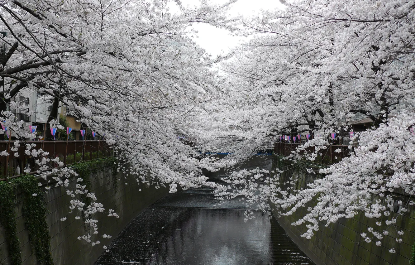 Photo wallpaper water, landscape, flowers, branches, cherry, Park, holiday, tenderness