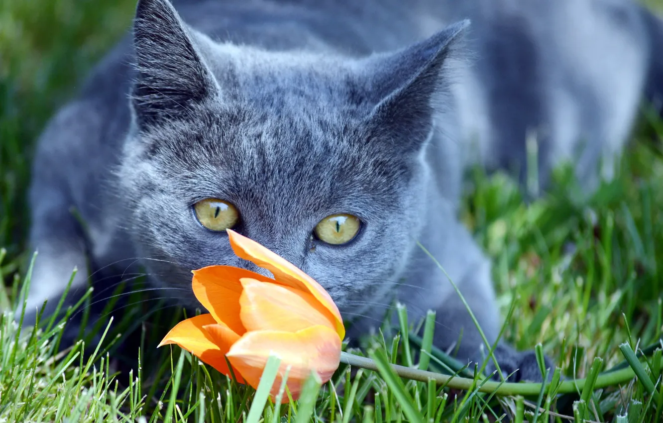 Photo wallpaper flower, cat, look, Koshak, Tomcat