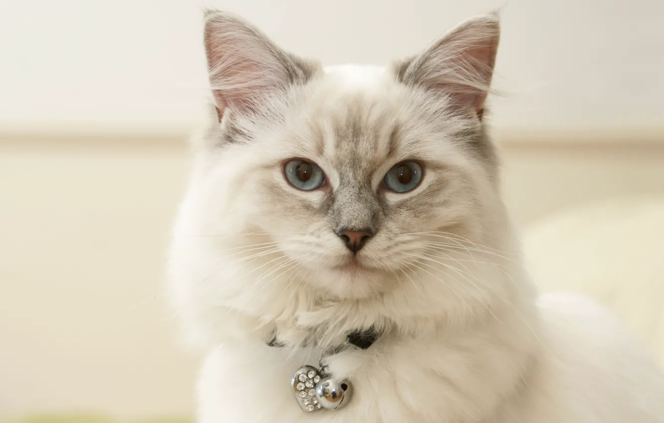 Photo wallpaper cat, white, cat, look, portrait, collar, face, Ragdoll